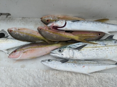 Scomberomorus regalis