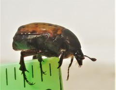 Elaphinis delagoensis