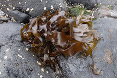 Pachymenia dichotoma