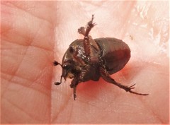 Elaphinis delagoensis