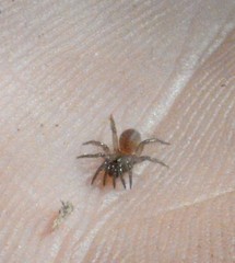 Antrodiaetus unicolor