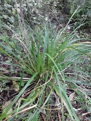 Carex forsteri