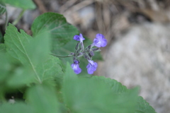 Salvia urolepis