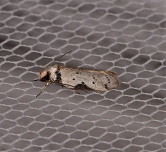 Philobota transversella