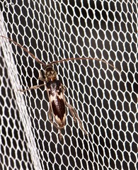 Coptocercus crucigerus