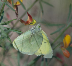 Colias alexandra