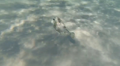 Lactophrys bicaudalis