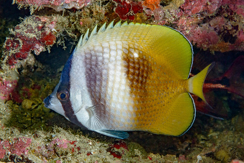 Zonsondergang-koraalvlinder (Chaetodon kleinii) — Chaetodontidae — 2