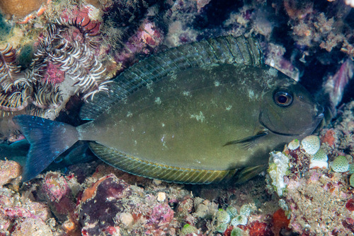 Black unicornfish (Naso hexacanthus) — Acanthuridae — 3