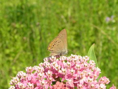 Satyrium titus