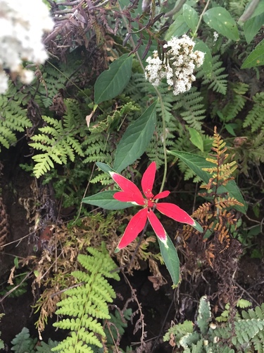 Euphorbia strigosa