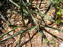 Sansevieria ebracteata