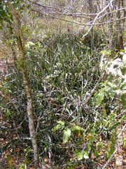 Sansevieria ebracteata