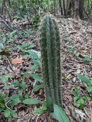 Pilosocereus robinii