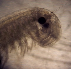 Streptocephalus texanus