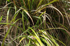 Carex trifida
