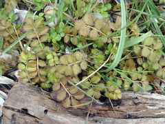 Argentina anserinoides