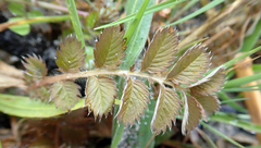 Argentina anserinoides