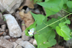 Mimophytum cardiophyllum