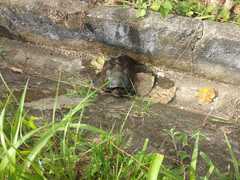 Chelydra acutirostris