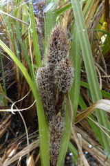 Carex trifida
