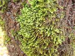 Antitrichia curtipendula