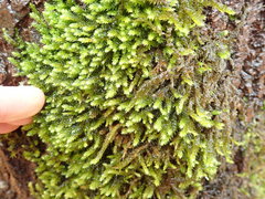 Antitrichia curtipendula