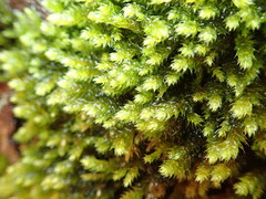 Antitrichia curtipendula