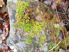 Schistidium papillosum