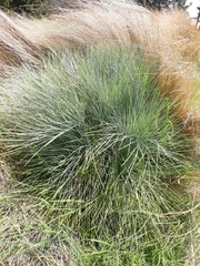 Aciphylla glaucescens
