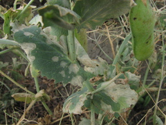Sitona lineatus