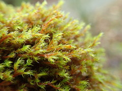 Schistidium papillosum