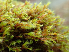 Schistidium papillosum