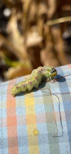 Corn earworm