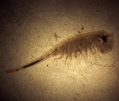 Streptocephalus texanus