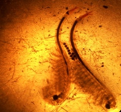 Streptocephalus texanus