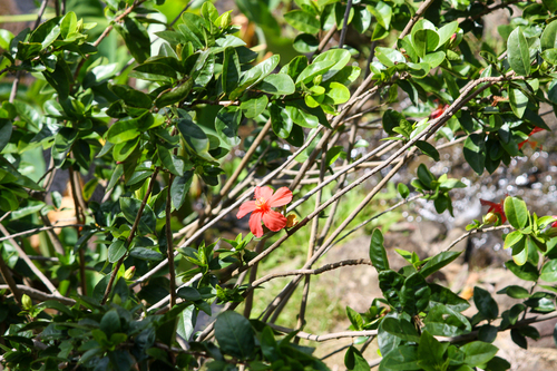 koki‘o ‘ula (Hibiscus kokio)