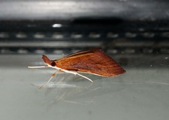 Udea daiclesalis