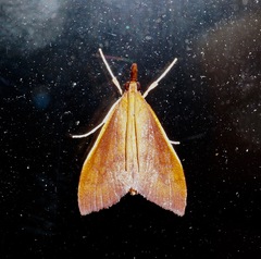 Udea daiclesalis