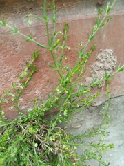 Galium corymbosum