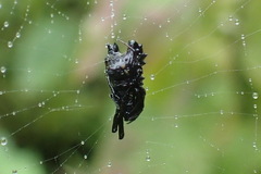 Micrathena brevispina