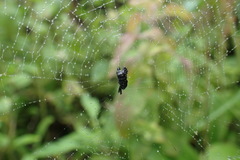 Micrathena brevispina