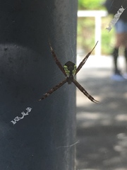 Argiope perforata