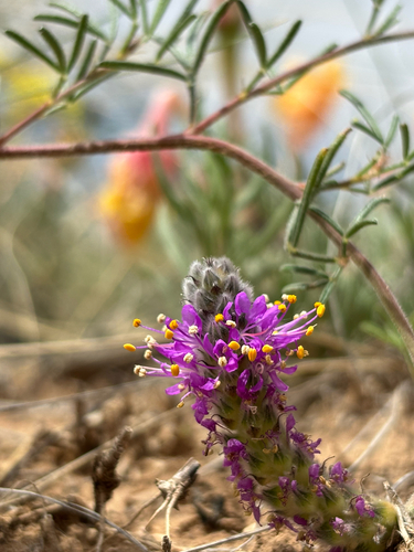Slimleaf Prairie Clover (Dalea tenuifolia)