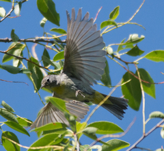 Leiothlypis virginiae