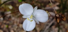Libertia mooreae