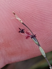 Digitaria pauciflora