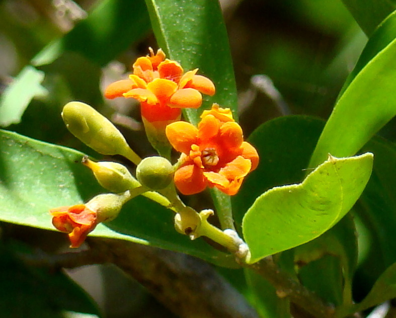 Bonellia nervosa