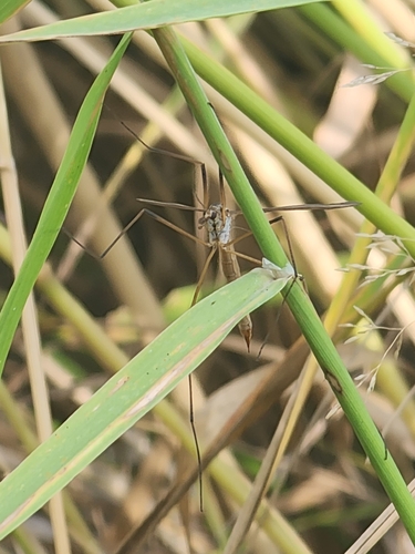 Unknown species found near Victoria, BC V8Z 4X5, Canada