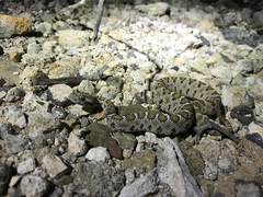 Crotalus enyo enyo